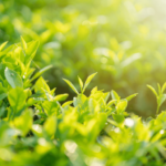 Benefits of Growing Long Leaf Green Tea Plants