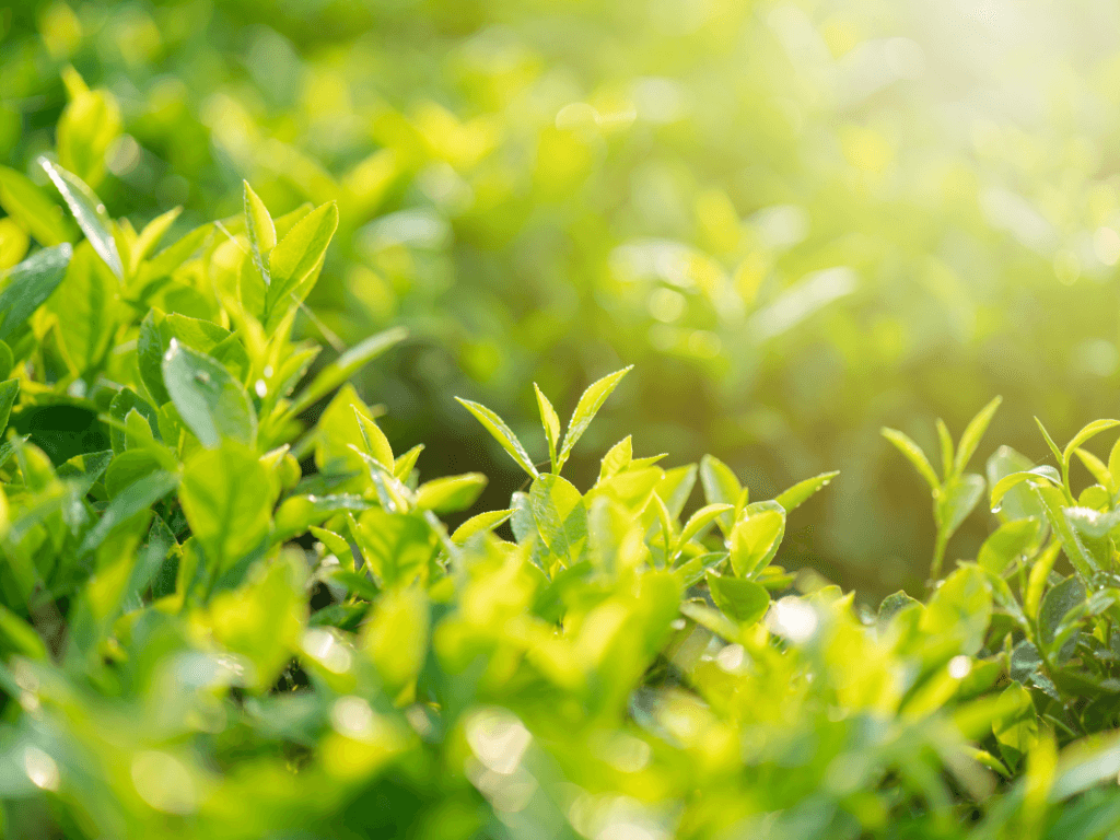 Benefits of Growing Long Leaf Green Tea Plants