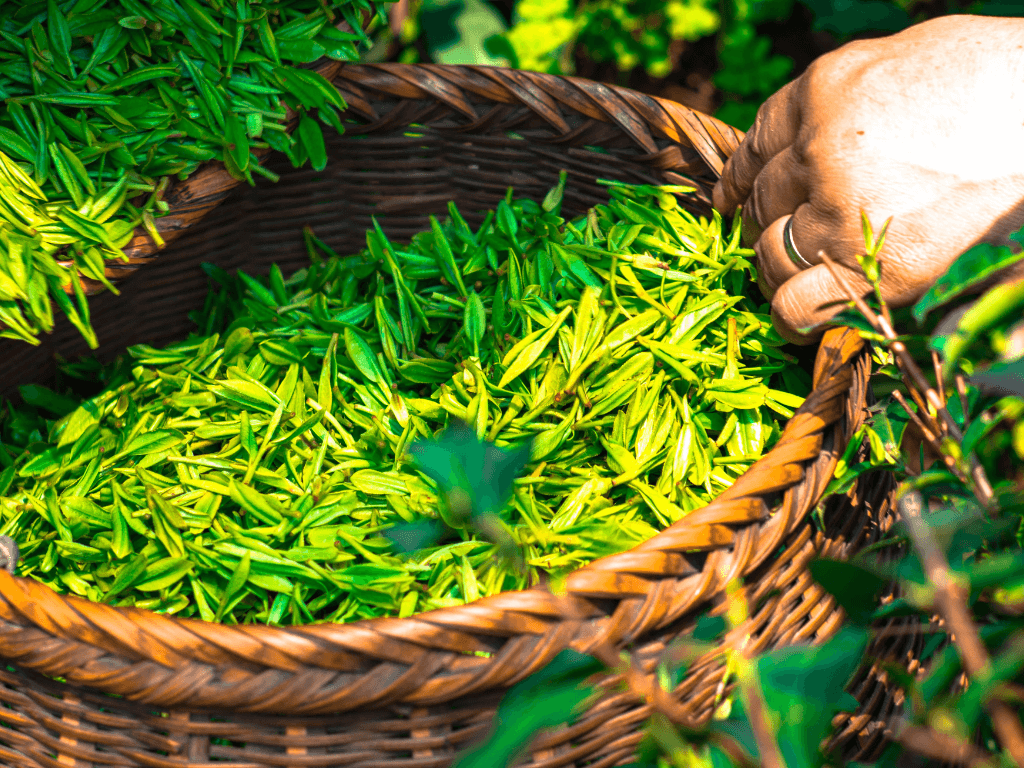 Green Tea Leaves